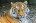Night_Tiger