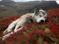 whitewolf668Kiba