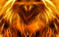 Festorest