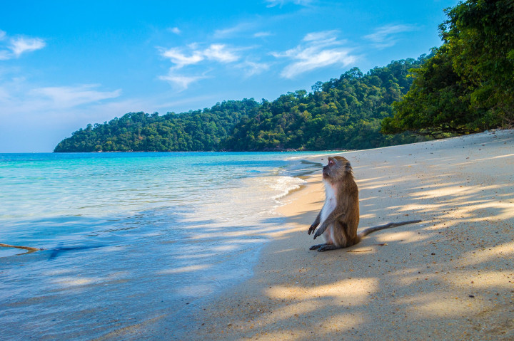 monkey-3251530-1920.jpg