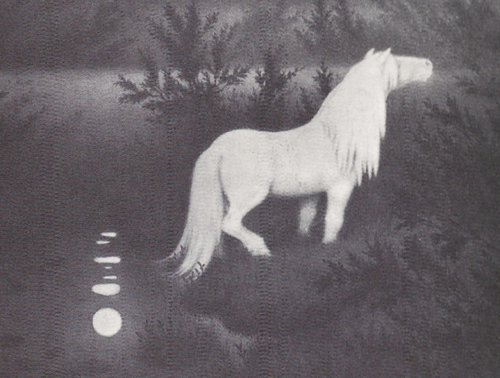 horse.jpg
